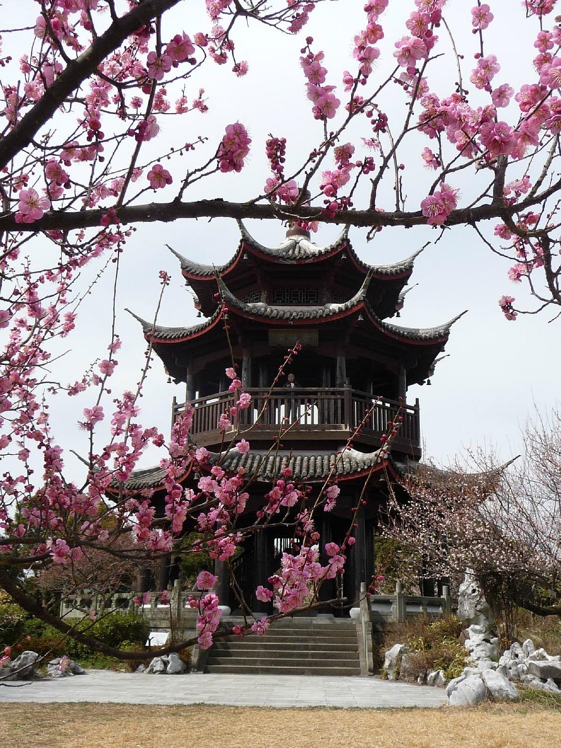 🌸 세계의 매화 공원 (세카이노우메코엔) 이미지 5